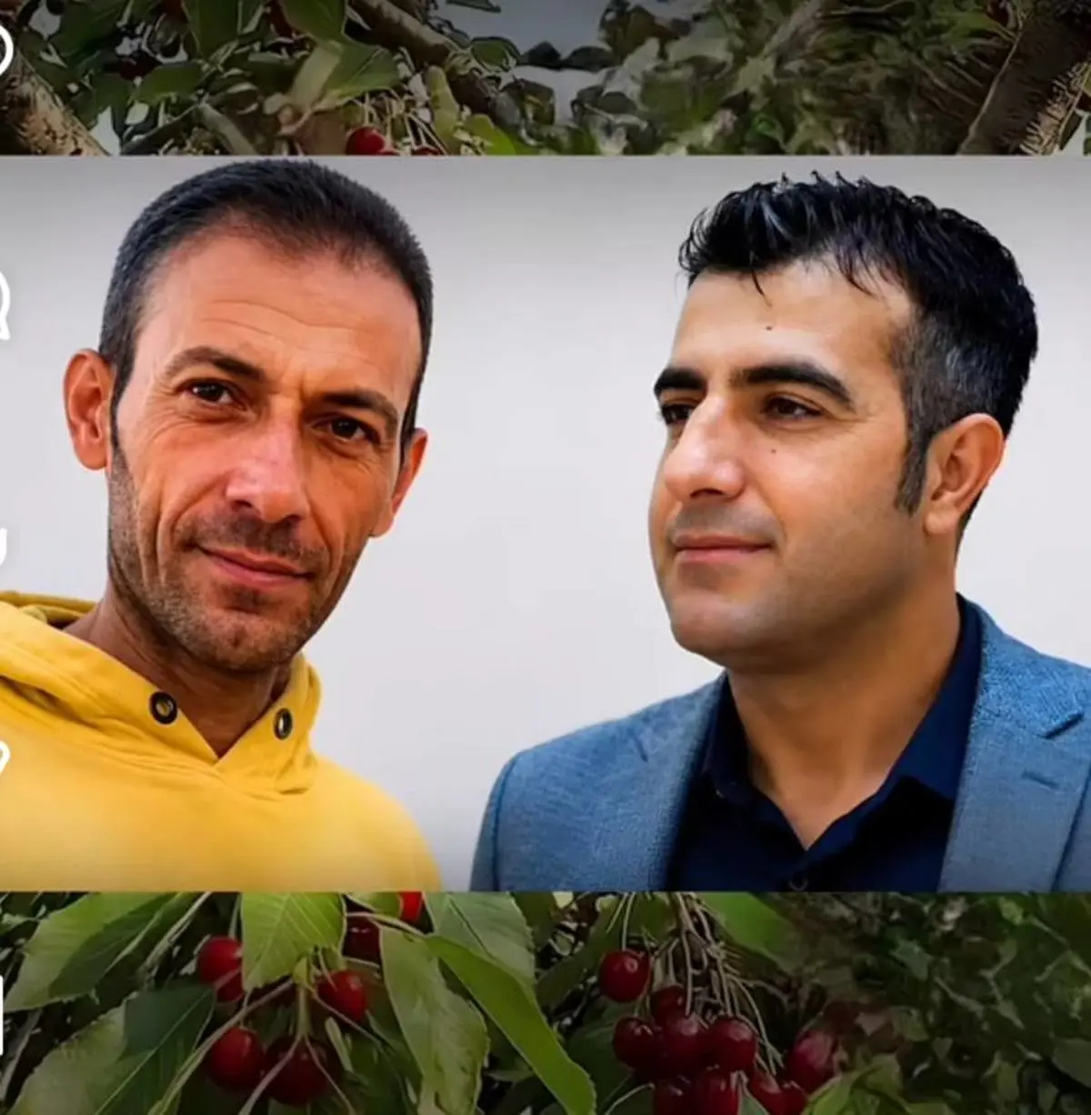 مرگ کارگر میوه چین در ارومیه بر اثر سقوط از درخت