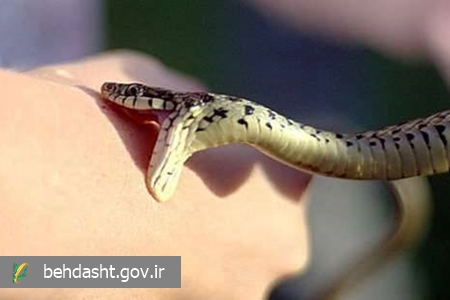 مارگزیدگی؛ اقدام سریع، نجات‌بخش است