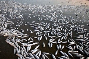 تلف شدن هزاران قطعه ماهی در رودخانه قره‌سو کرمانشاه