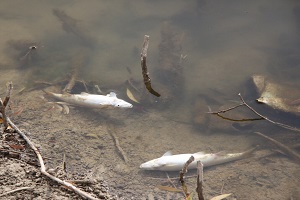 پساب یک واحد صنعتی عامل مرگ صد هزار ماهی در رودخانه قره سو