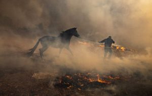صاحب این اسب تلاش دارد او را از میان آتش‌سوزی ایزی که در حوالی لس‌آنجلس روی داده نجات دهد