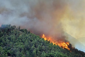 سوختن ۱۵ هکتار از جنگل‌های هیرکانی تالش/ احتمال شعله ور شدن مجدد آتش