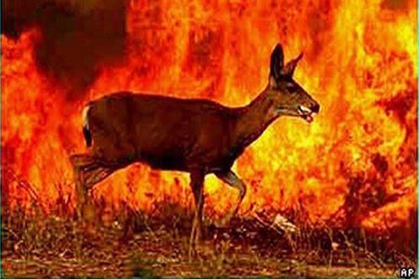 آتش سوزی جنگل های استرالیا