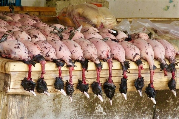 🎥 فریدون‌کنار ، قتلگاه پرندگان مهاجر