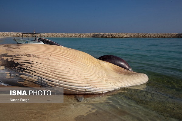 دومین لاشه نهنگ در ساحل کیش + تصاویر