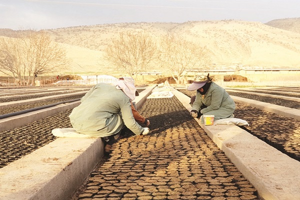 زنان کارگر - بانوان کارگر