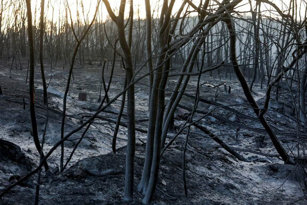 افزایش آتش سوزی‌های جنگلی درپی تشدید تغییرات اقلیم