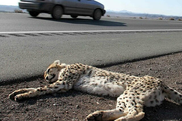 جاده‌ها علیه حیات وحش/ تصادفات، علت ۵۲ درصد از تلفات یوزپلنگ‌ها