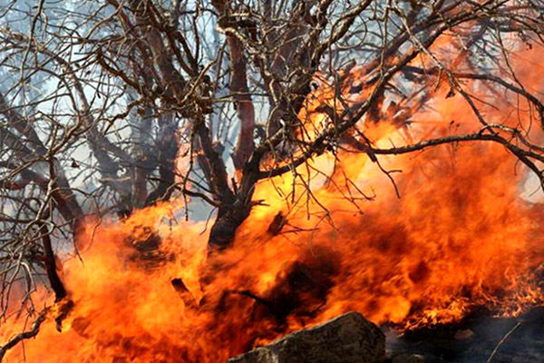 آتش به جان جنگل های مازندران