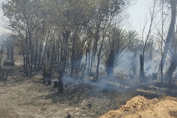 🎥 ویدئو/ ۱۰۰۰ درخت نخل در خوروبیابانک سوخت