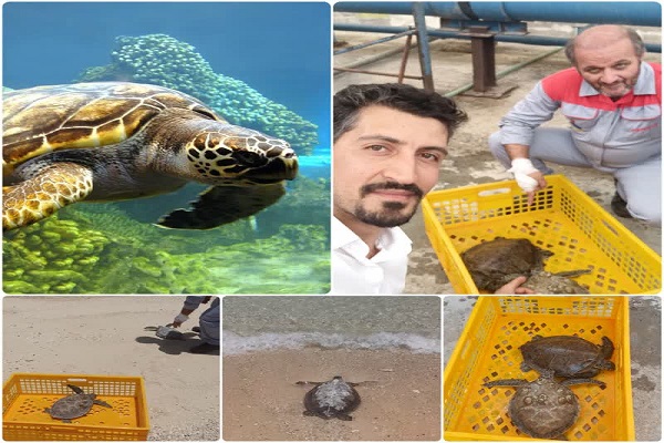 نجات و آزادسازی لاک پشت‌های دریایی گرفتار شده در آبگیر شرکت پالایش نفت لاوان