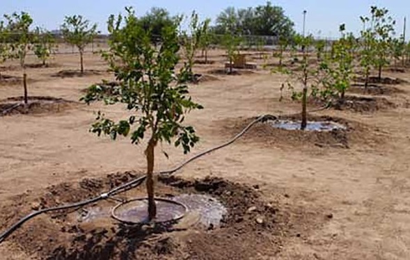 🎥 ویدئو/ اجرای طرح کاشت یک میلیارد درخت