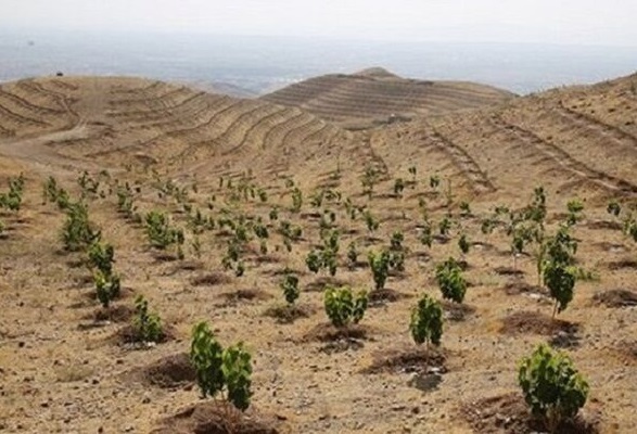 🎥 ویدئو/ آخرین وضعیت اجرای طرح کاشت یک میلیارد درخت