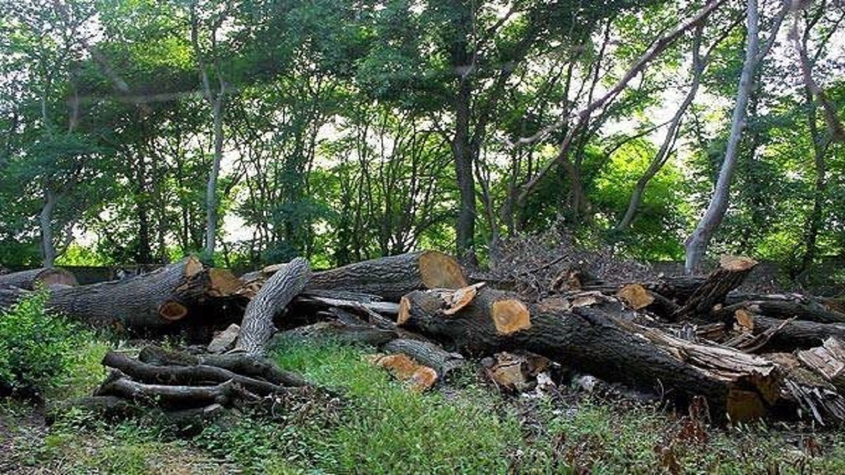 🎥 ورود قوه قضائیه به ماجرای قطع درختان جنگلی