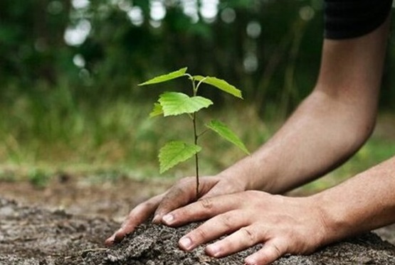 مشارکت ۱۷ میلیون دانش‌آموز در طرح کاشت یک میلیارد درخت