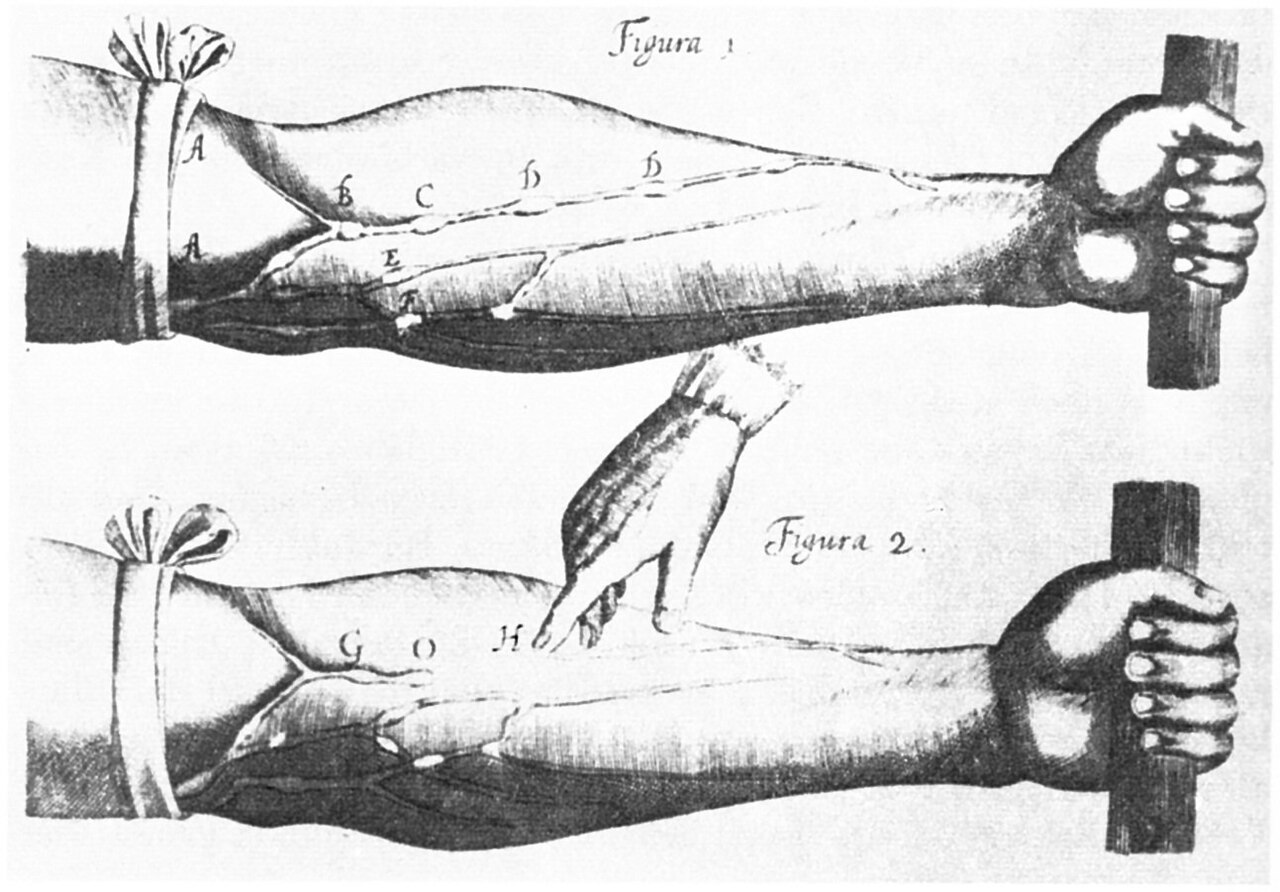تصویر وریدها از Exercitatio anatomica de motu cordis et sanguinis in animalibus ("یک تمرین آناتومیک روی حرکت قلب و خون در موجودات زنده")
