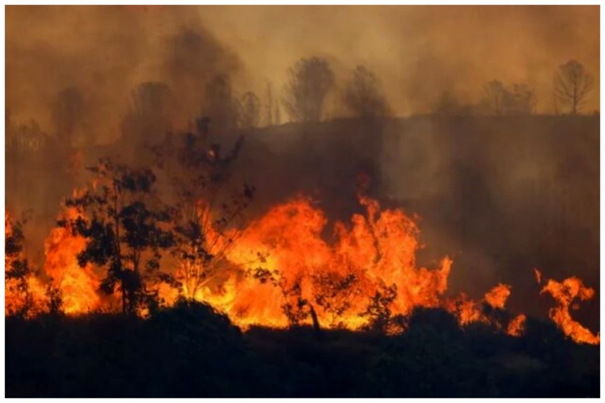 🎥 بازگشت آتش به جنگل‌ها و مزارع ترکیه