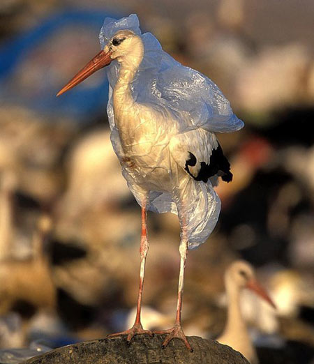 بسیاری پرندگان  به دلیل گیر افتادن داخل کیسه‌های پلاستیکی نمی‌توانند پرواز کنند