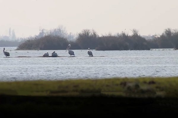 🎥 ویدئو / مدیریت تالاب‌ها؛ ضرورت حفاظت زیست‌بوم‌های در حال زوال