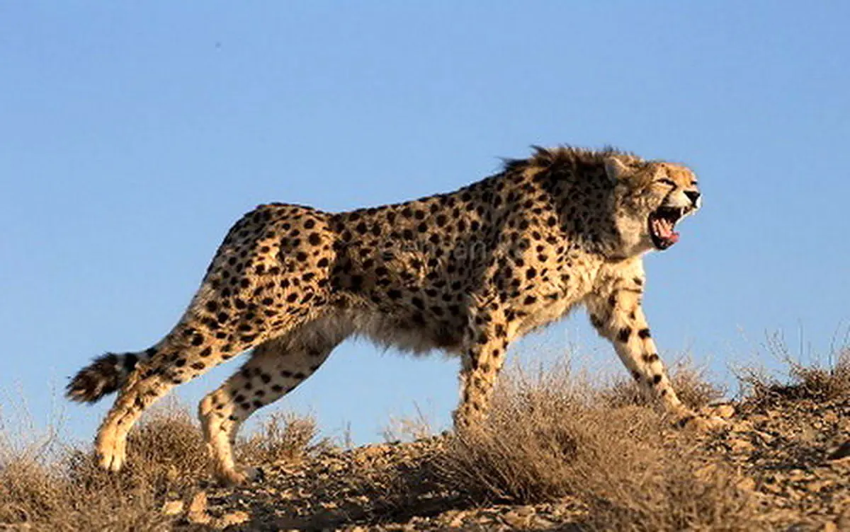 مشاهده ۶ یوزپلنگ آسیایی در پناهگاه حیات‌وحش میاندشت